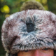 Зимна шапка Fox Trapper Hat – Green